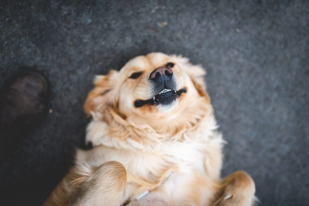 keep a dog bowl clean - image of golden dog on his back with a smile