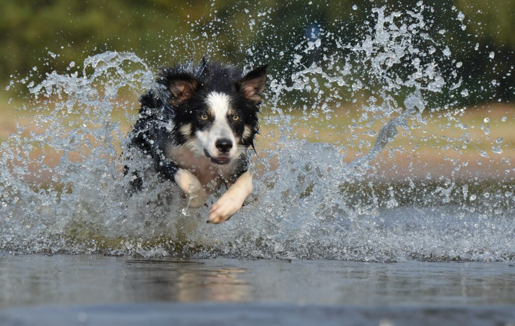 energetic dog running through water train your dog and puppy