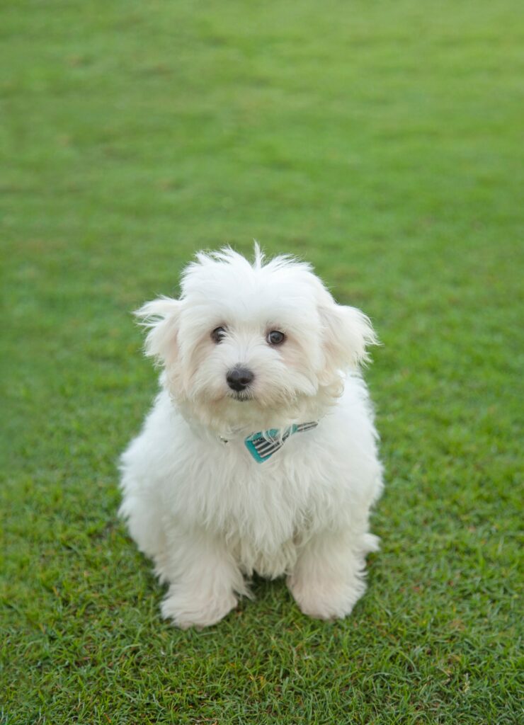 coton de tulear beautiful white long hair dog