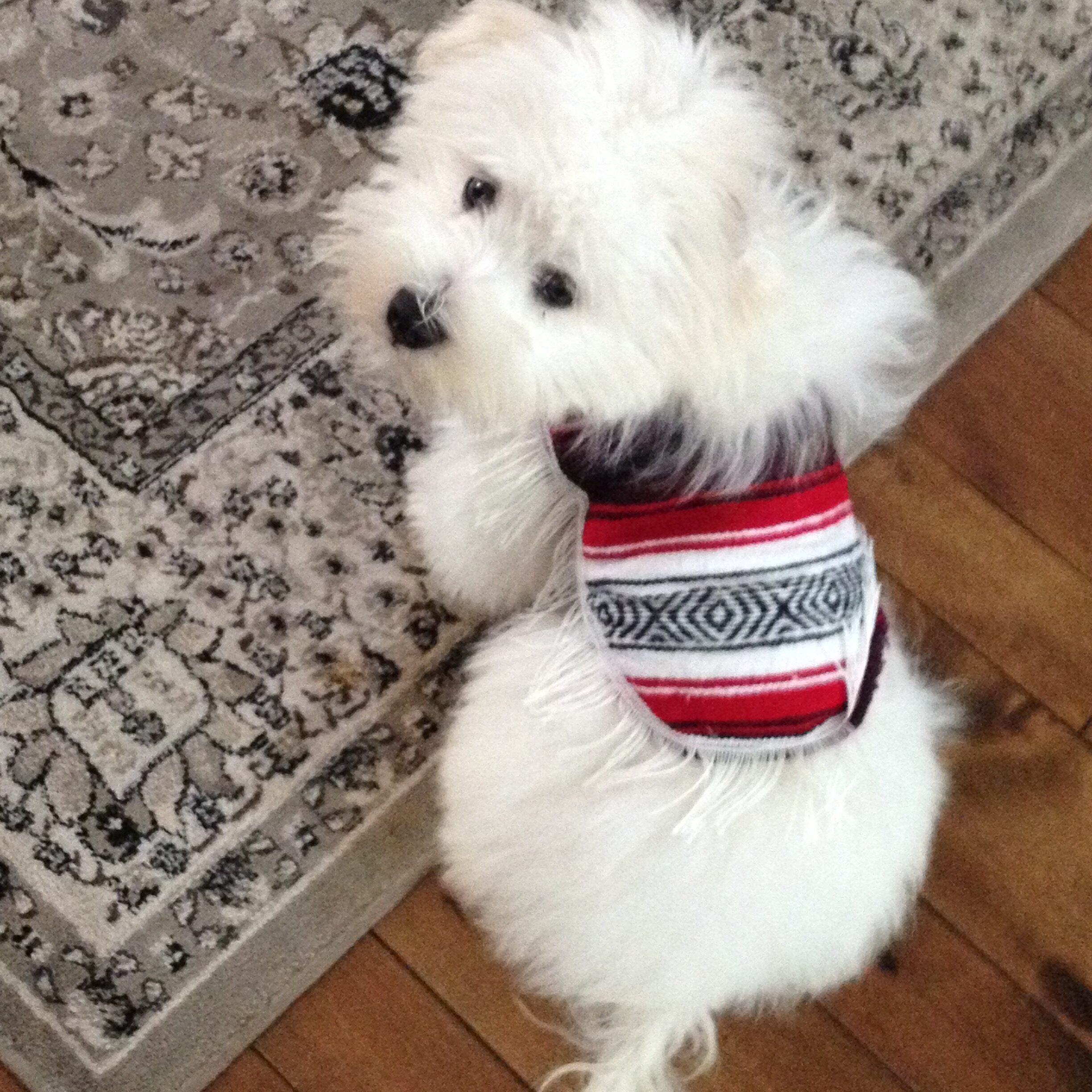 Image showcasing Hypoallergenic Dog Breeds for Allergy Sufferers