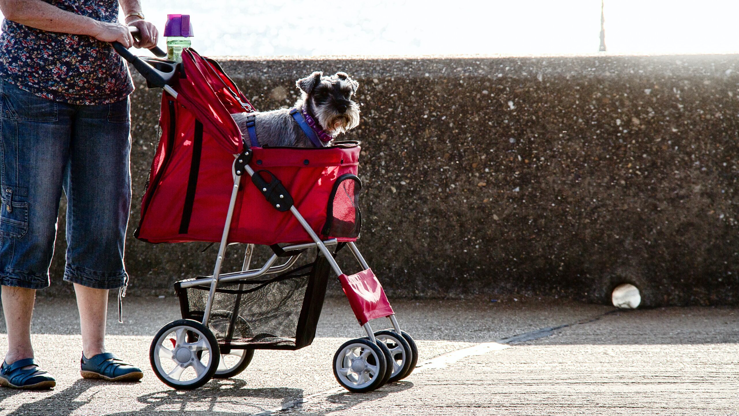 Top Best Dog Strollers for Small Senior Dogs