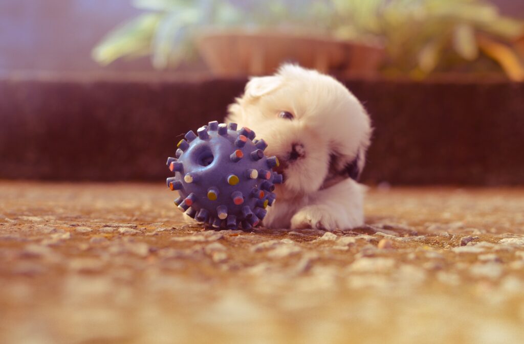 Best Toys for Puppies That's Safe and Fun