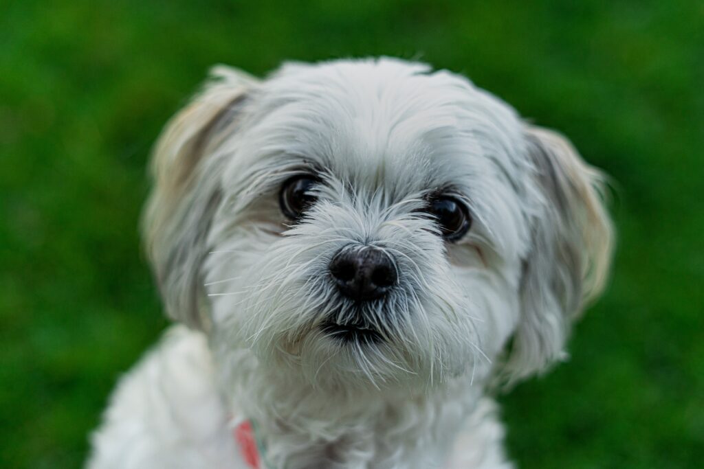Top 8 Most Affectionate Small Dog Breeds Maltese Breed Dog Names - Photos