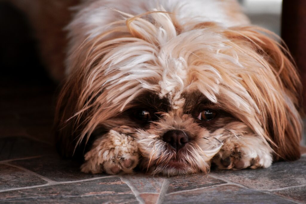 why-does-your-dog-bury-its-nose-when-sleeping