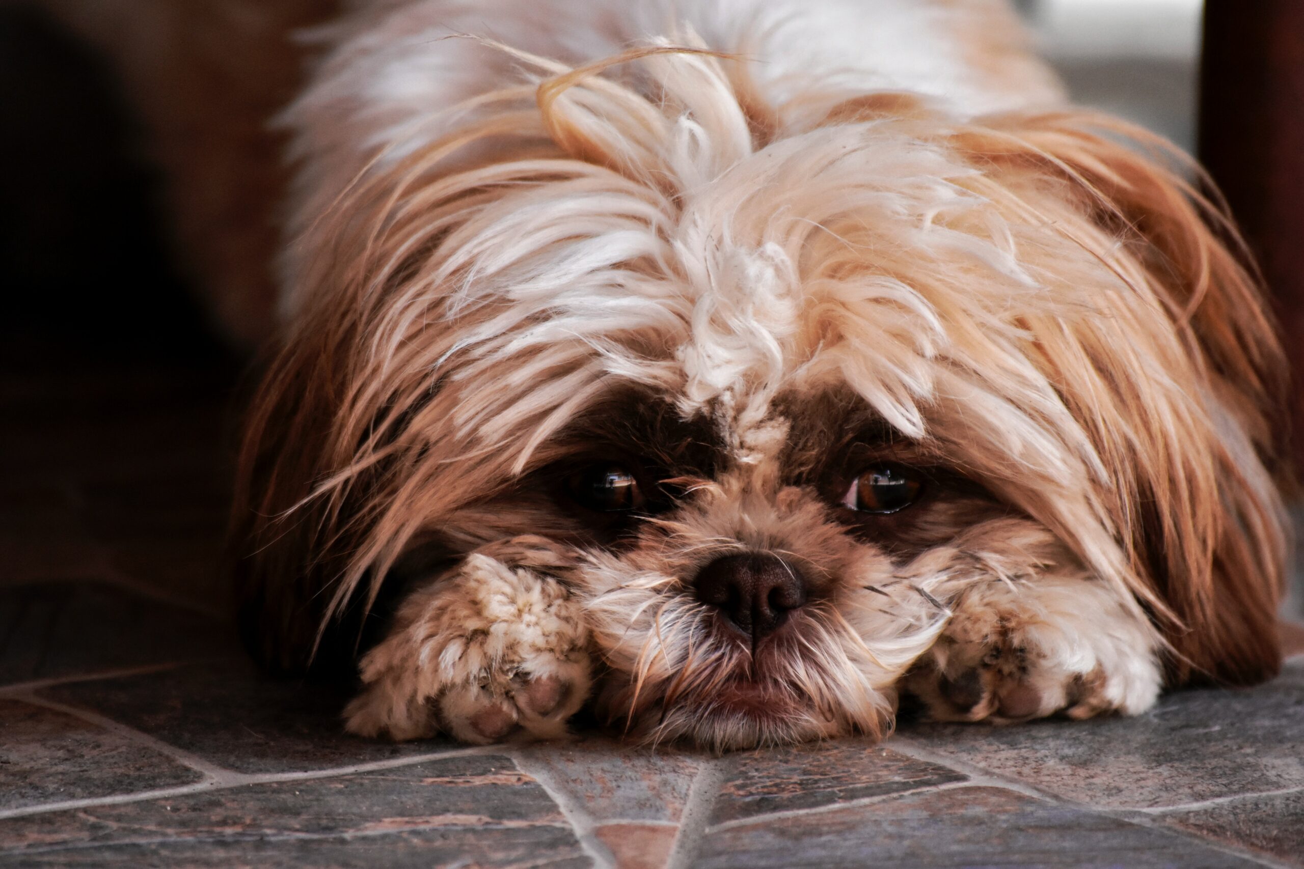 Why Does Your Dog Bury Its Nose When Sleeping?