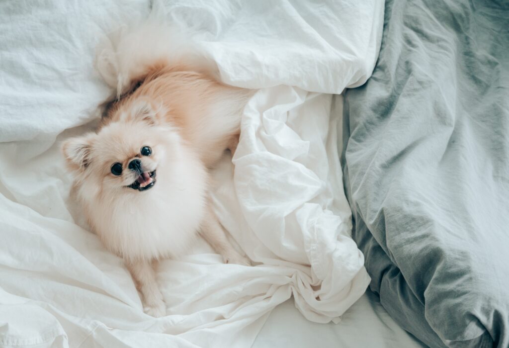 should your dog sleep with you