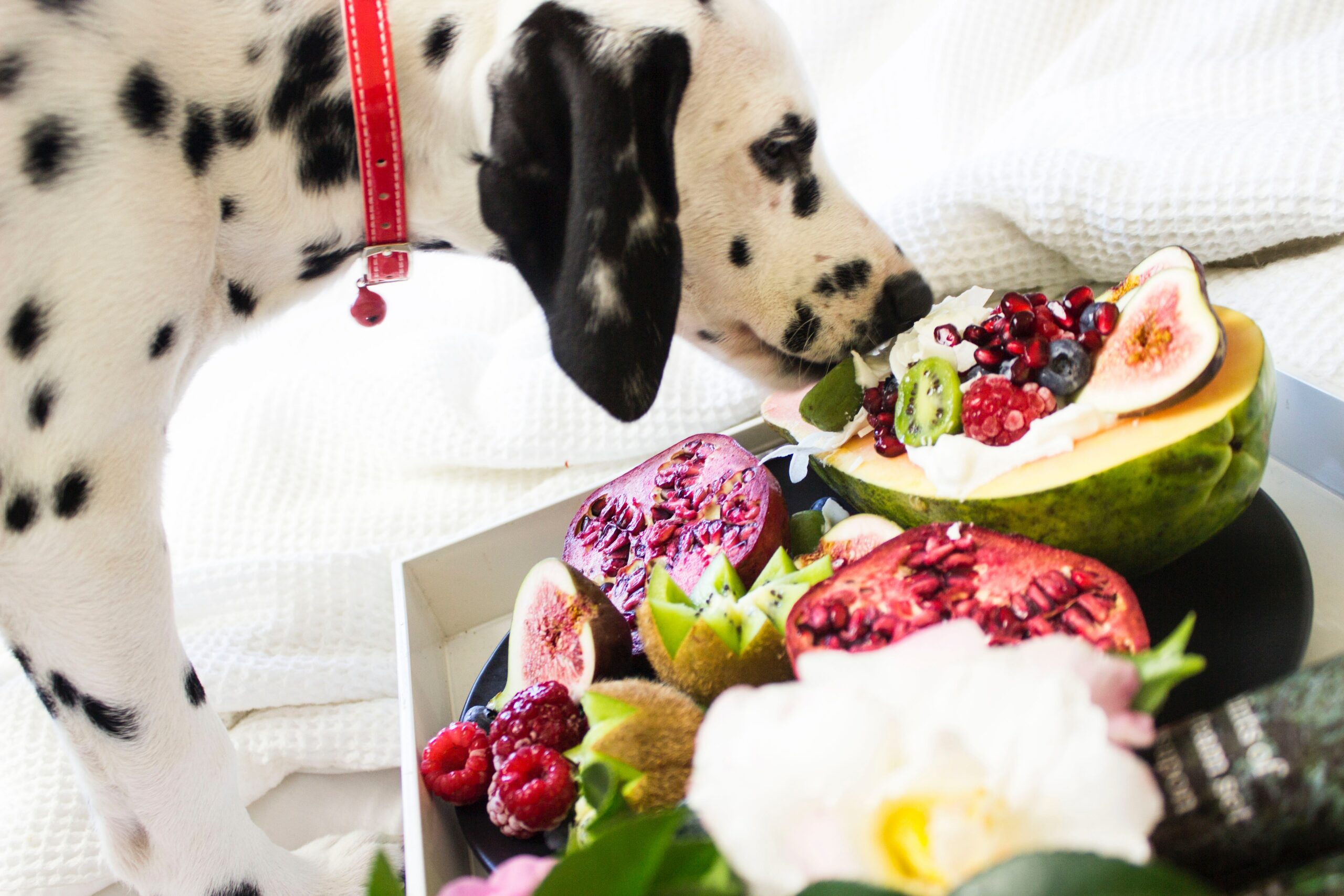 Can Dogs Eat Corn What to Know About Tortillas 