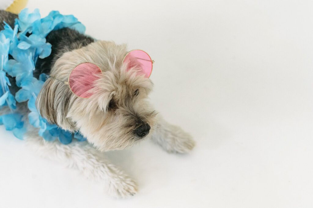 5 Best Dog Mini Clippers for Small Dogs