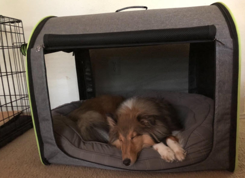 9 Best Large Dog Travel Crates for Big Dogs in Review