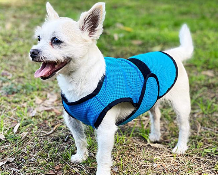 Cooling Jackets for Dogs Which One to Pick