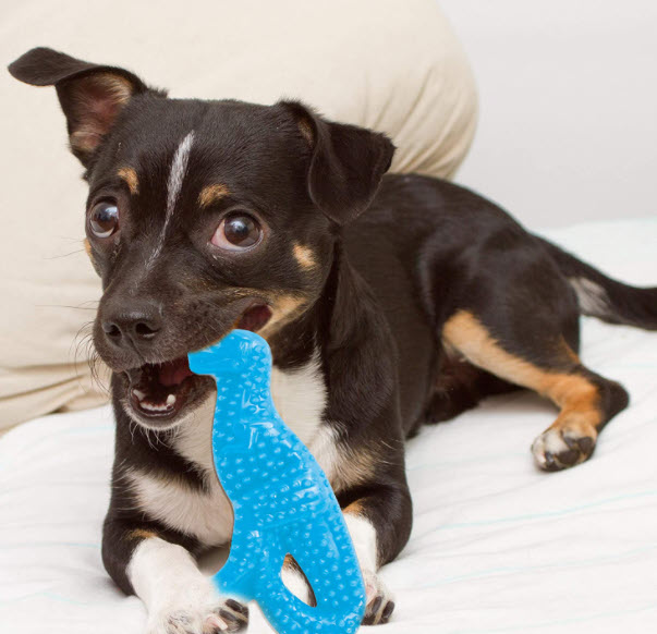 guide-to-the-best-toys-for-teething-puppies