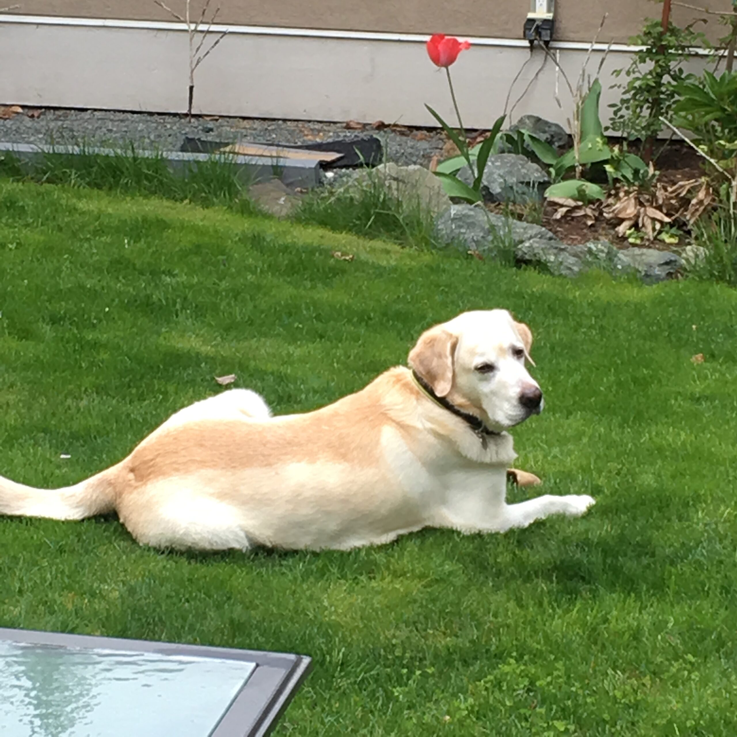 Winter Dog Gear Keep Your Dog Clean and Cozy