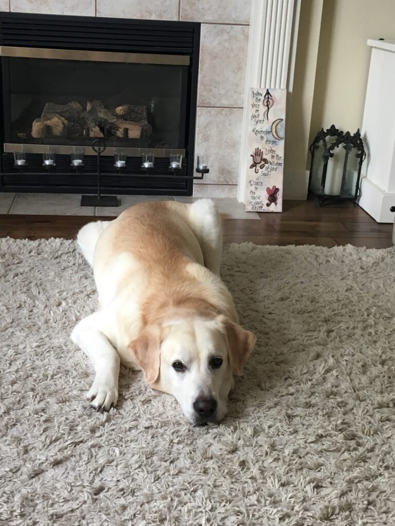 How to Help Your Dogs Joint Pain Naturally