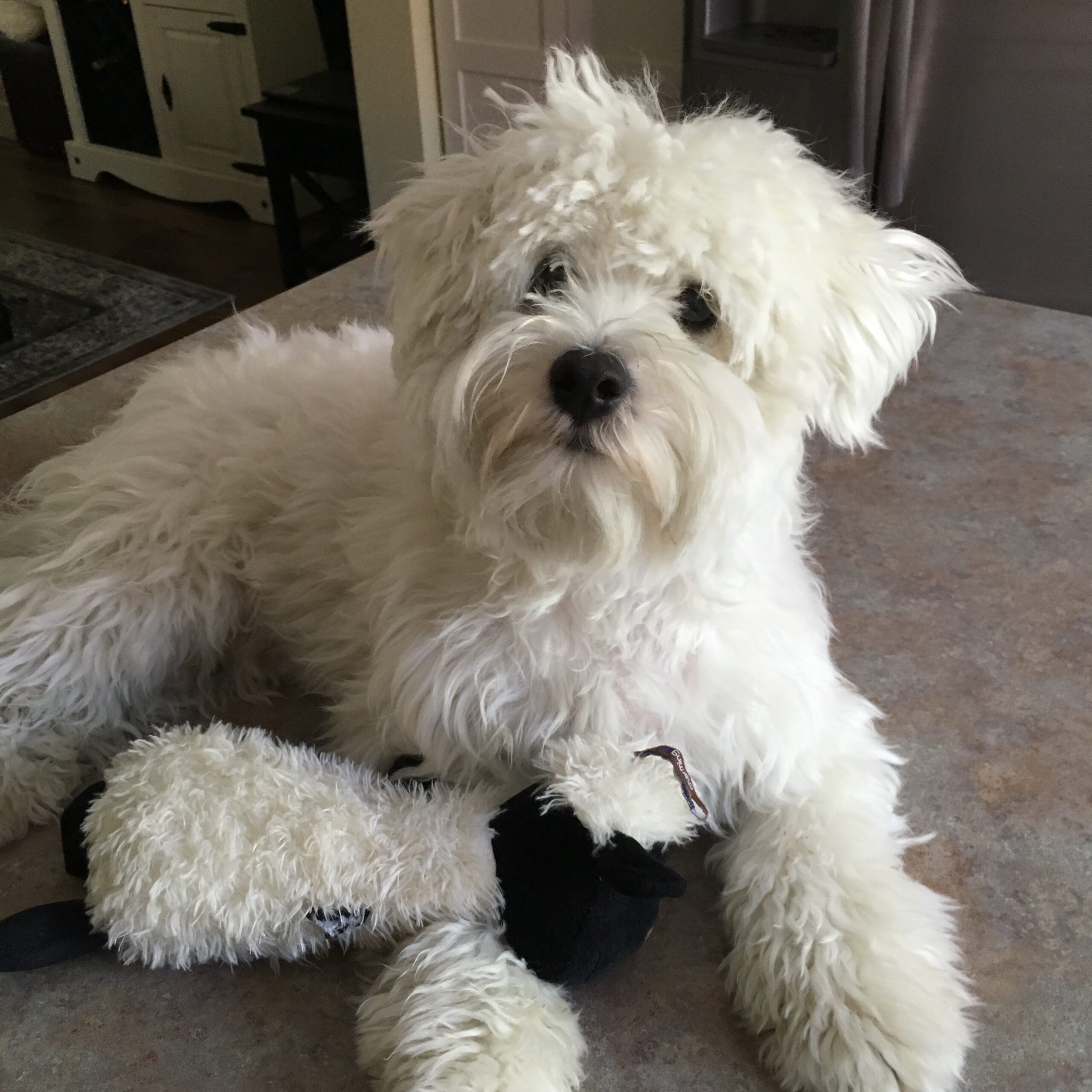 Rescue Dog Separation Anxiety How to Help Them