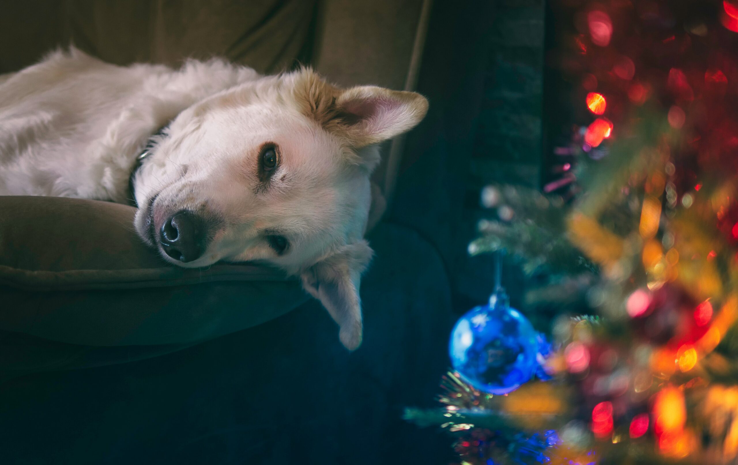 why-do-dogs-hide-treats-and-socks-too