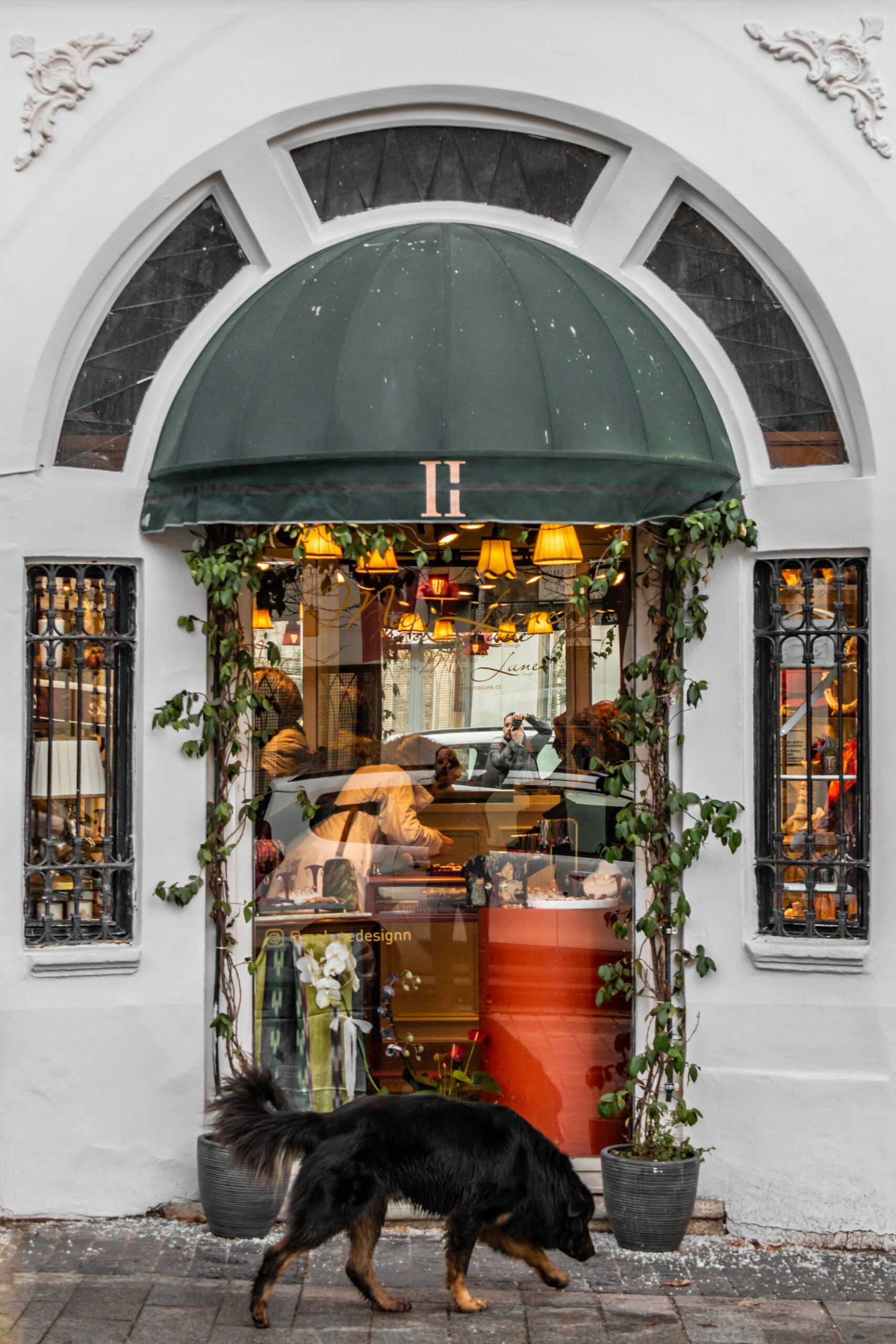 What Happens if a Dog Drinks Grape Juice?