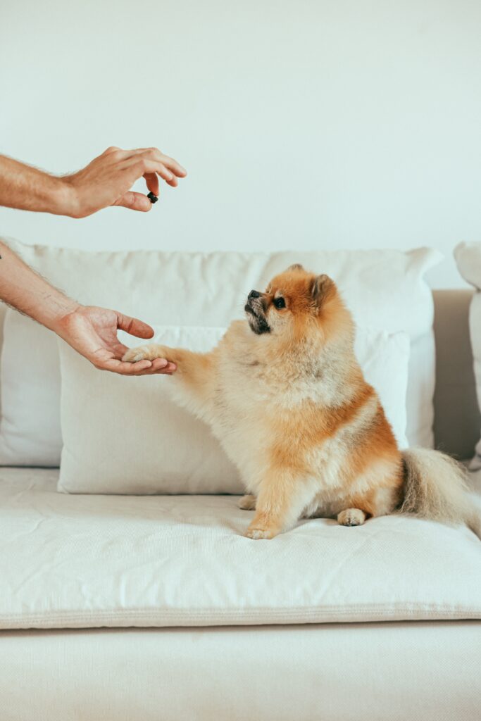 how-to-teach-a-dog-to-give-paw-in-a-few-easy-steps