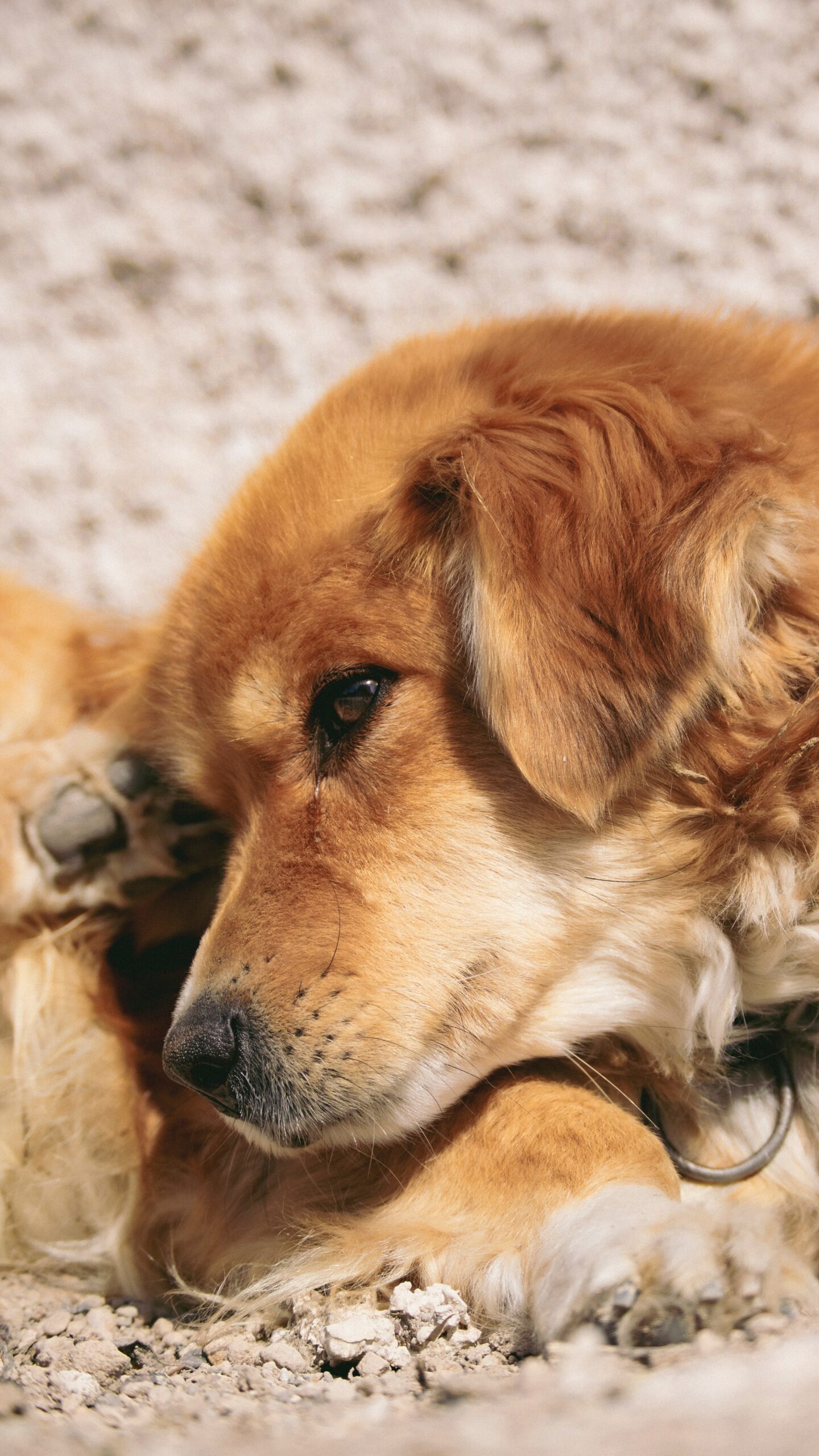 why-does-my-dog-lay-down-when-i-pet-him