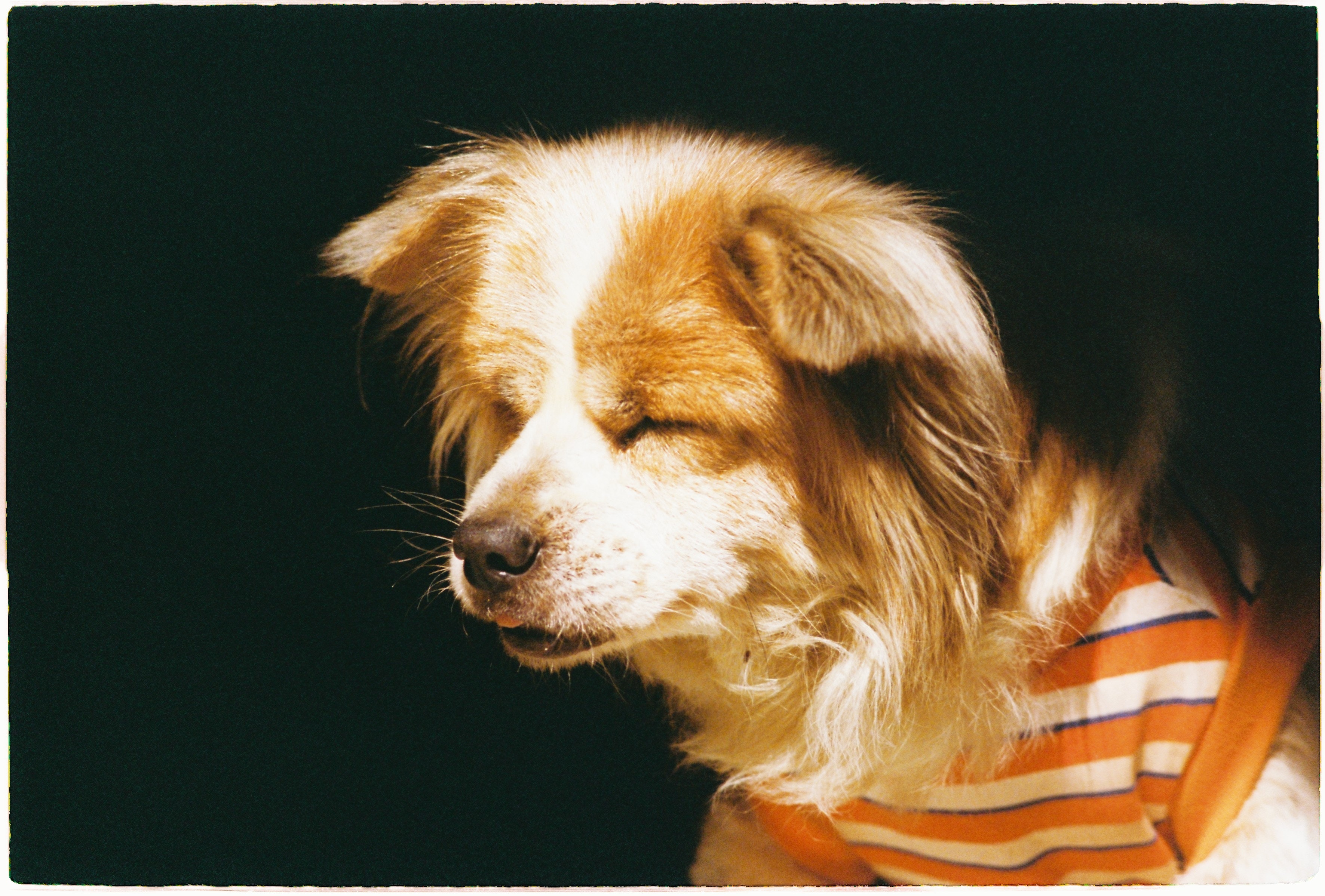 Is Aquaphor Safe for Your Dog? Tackling Dry, Itchy Skin