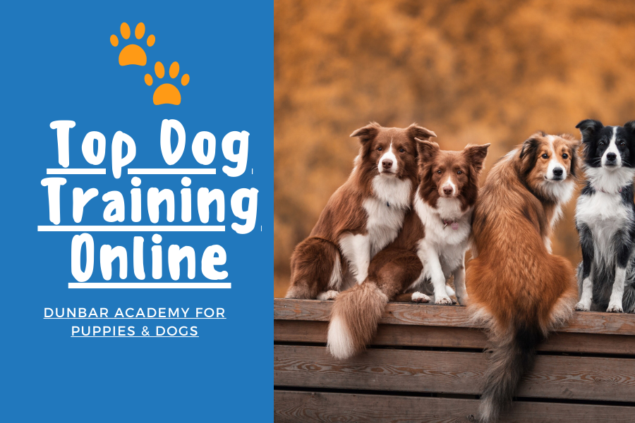 Dunbar Top Dog Online Training Academy Review